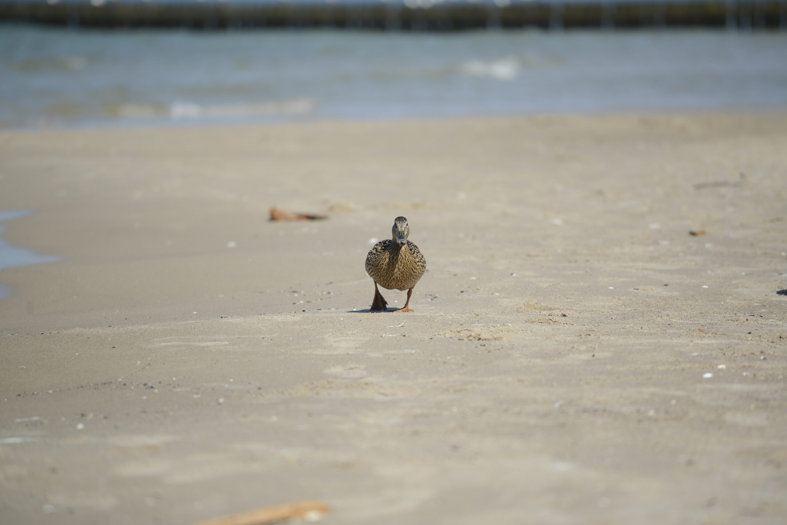2026_05_23_Ustka_Part_1_14