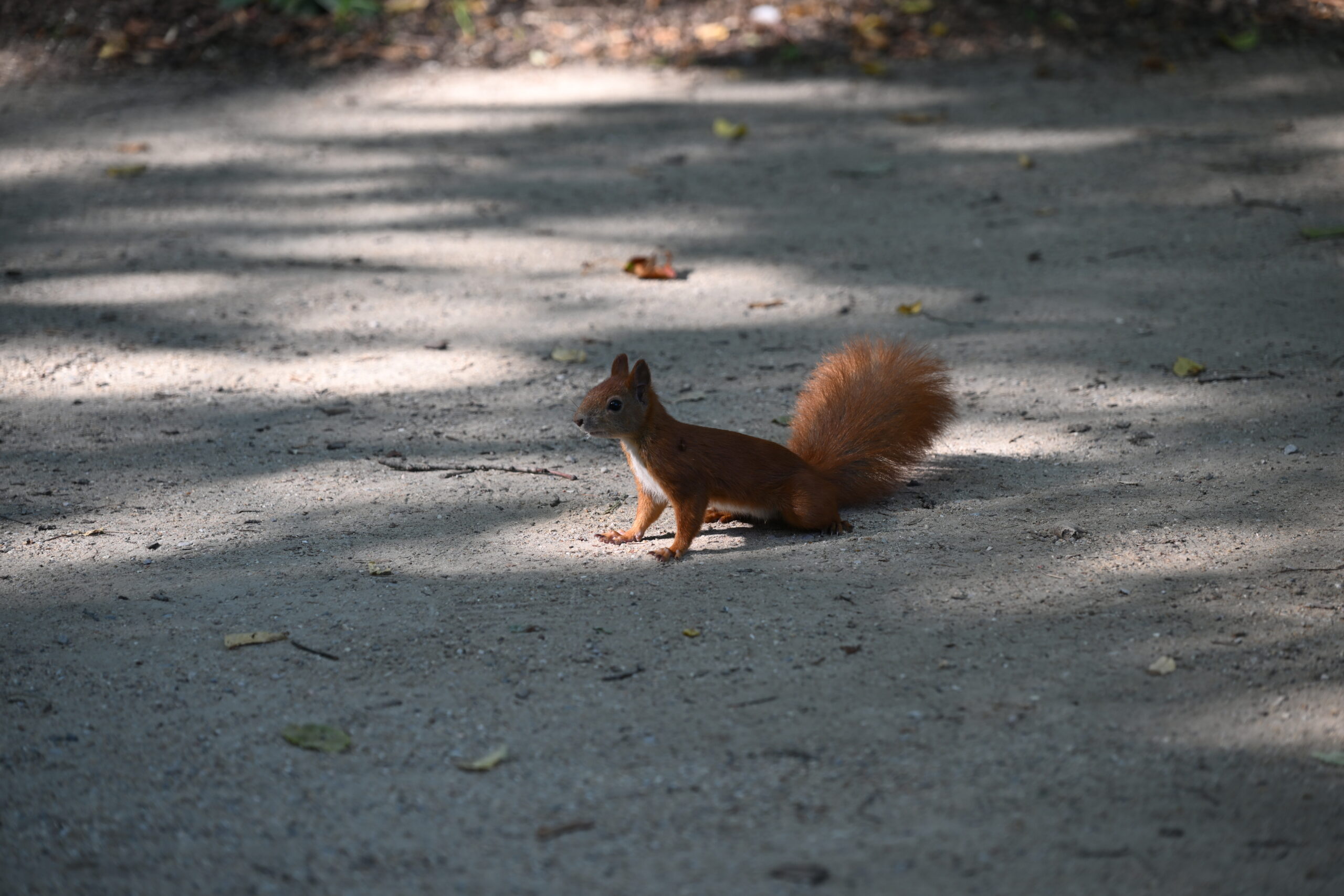 2026_08_15_Warszawa_07