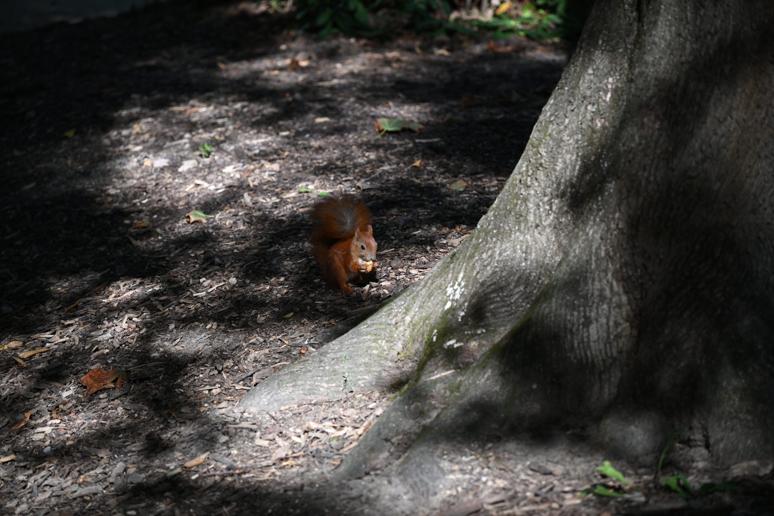 2026_08_15_Warszawa_12