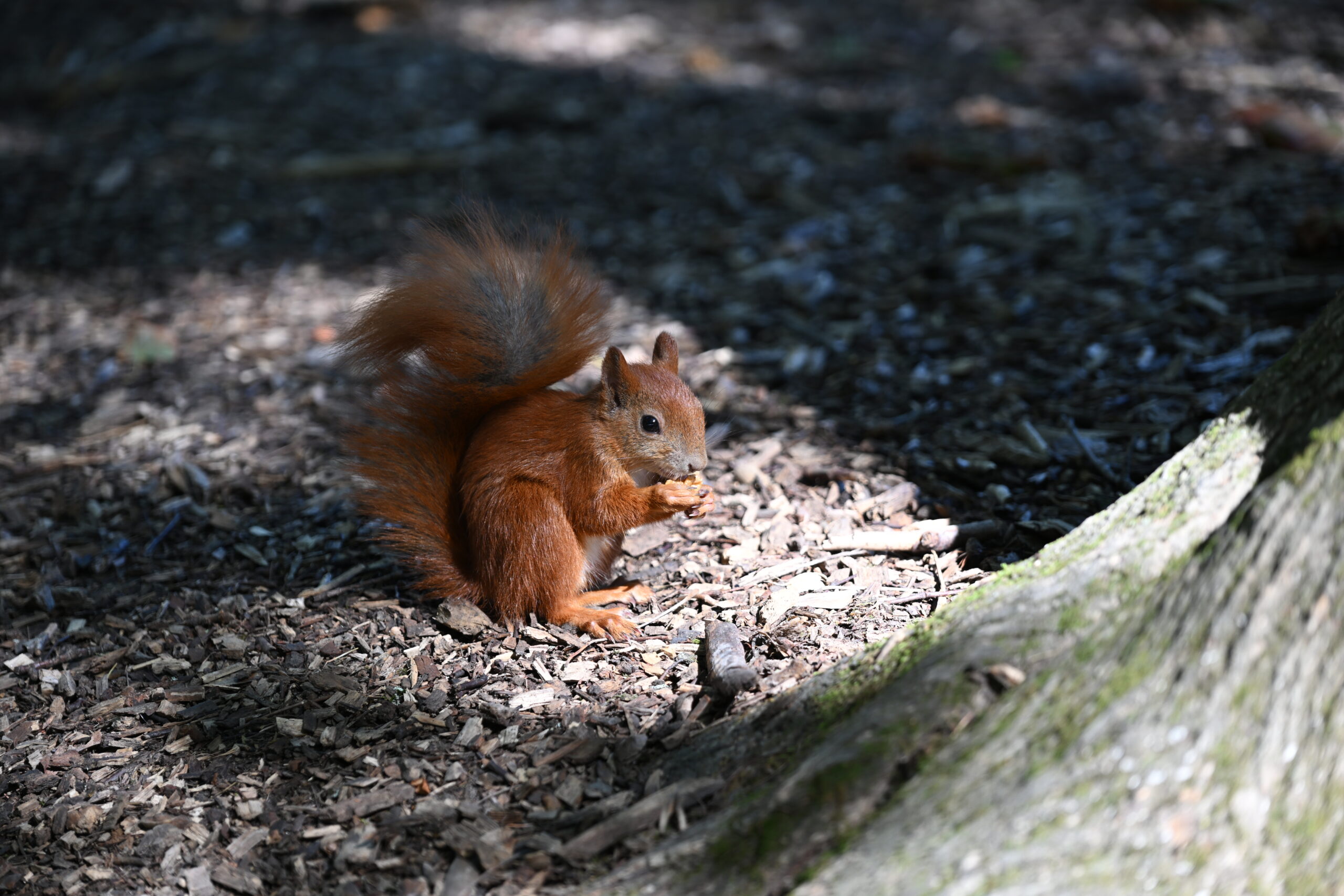 2026_08_15_Warszawa_14