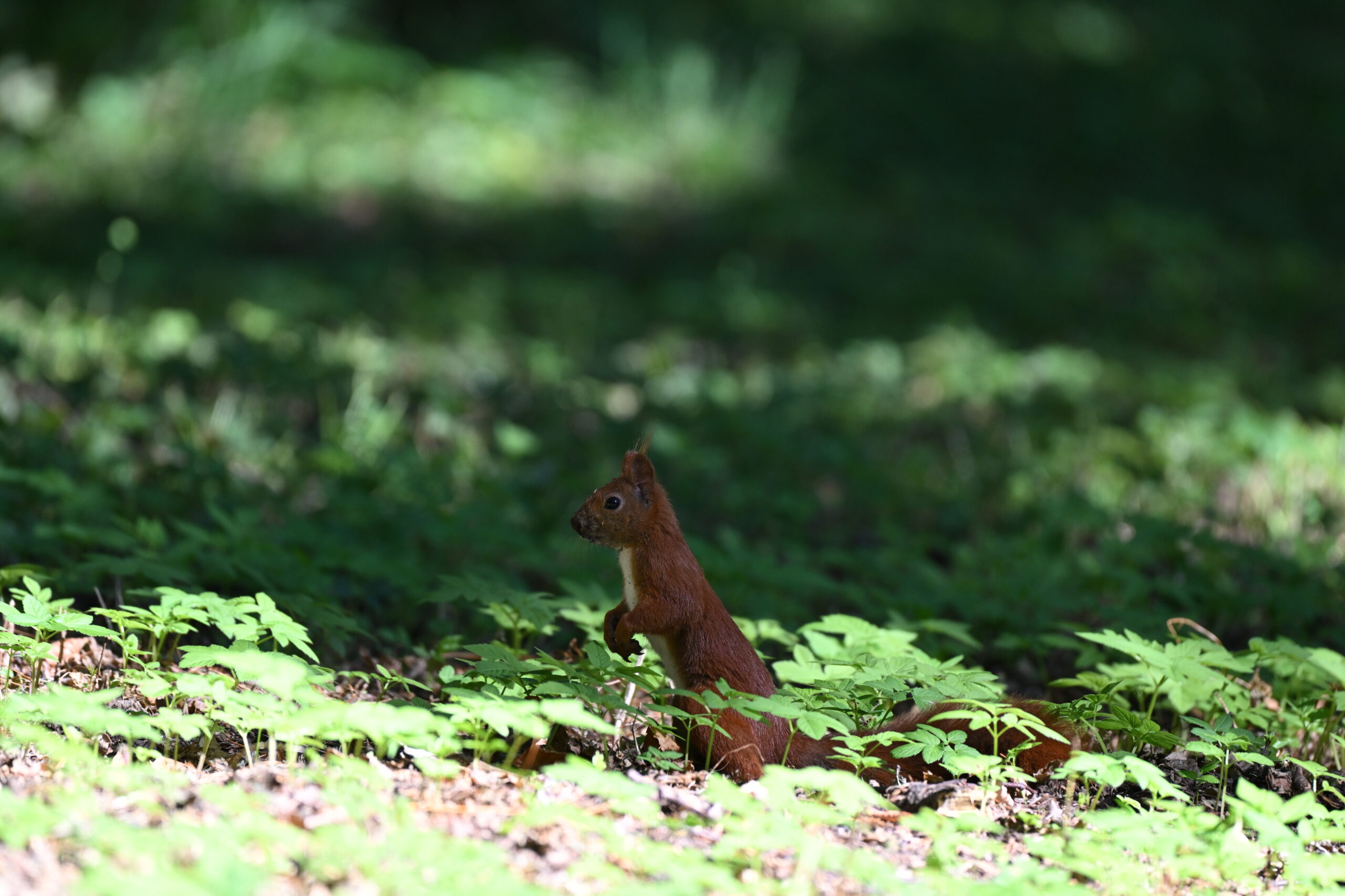 2026_08_15_Warszawa_26