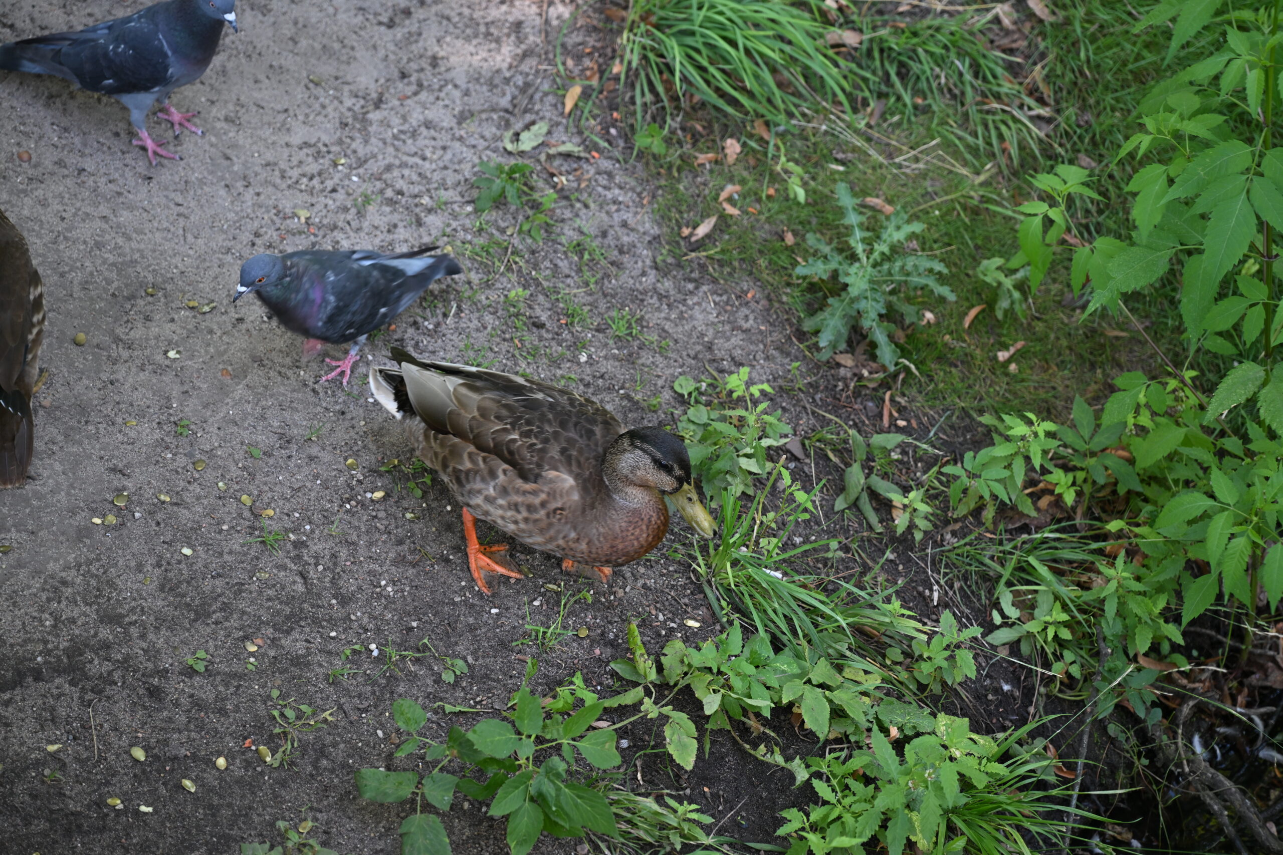 2026_08_15_Warszawa_56