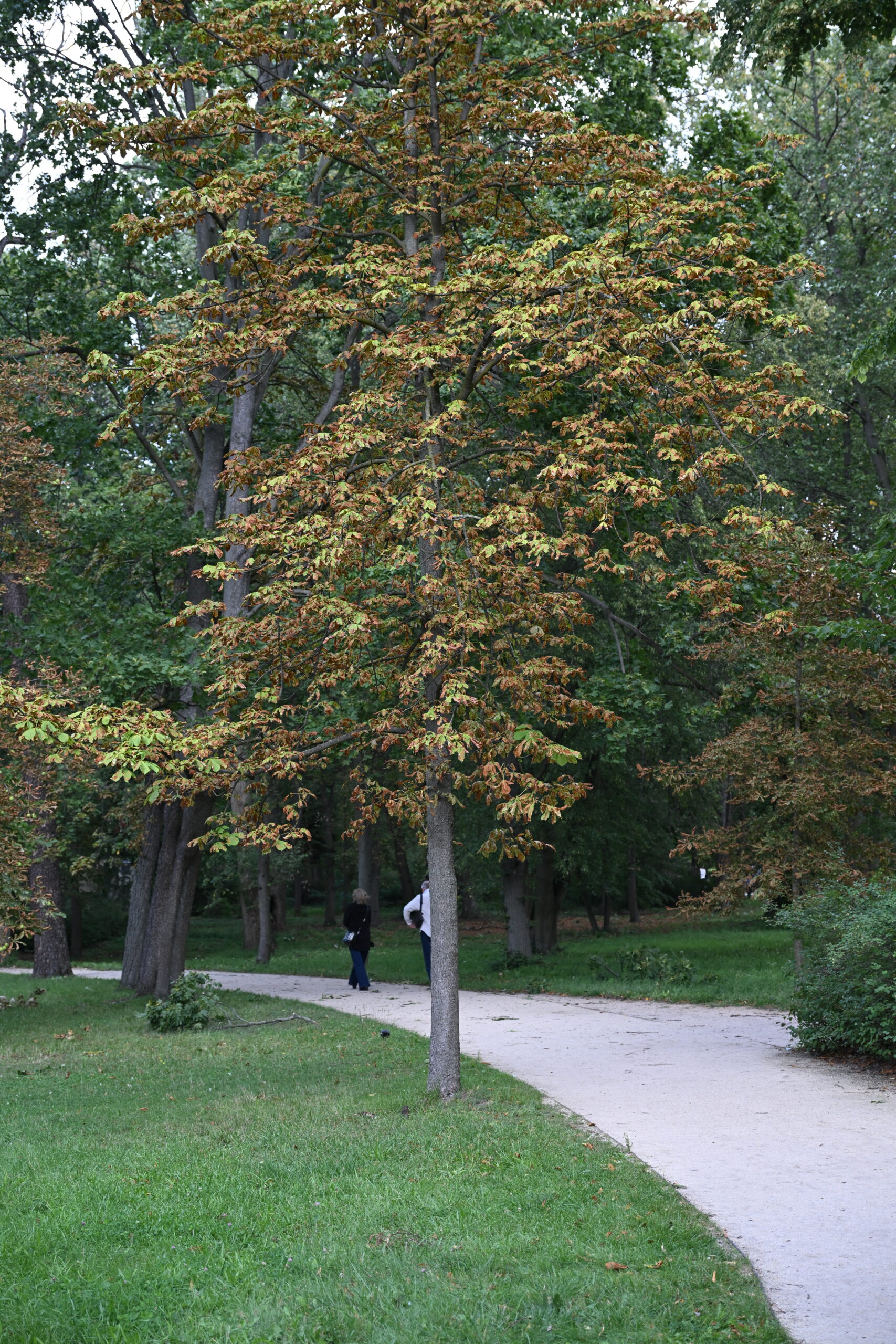 2026_08_23_Warszawa_53