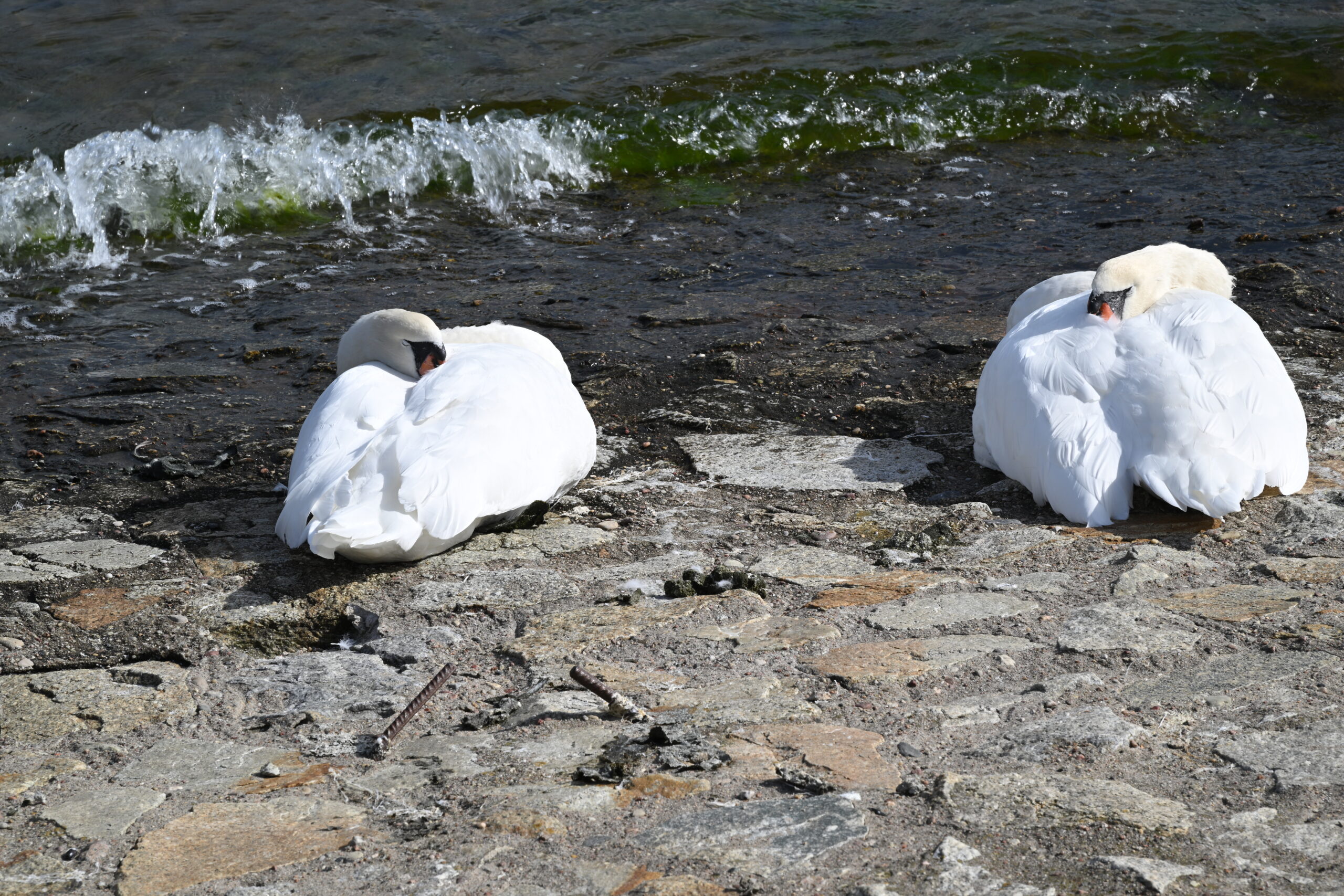 2026_09_19_Gdynia_103